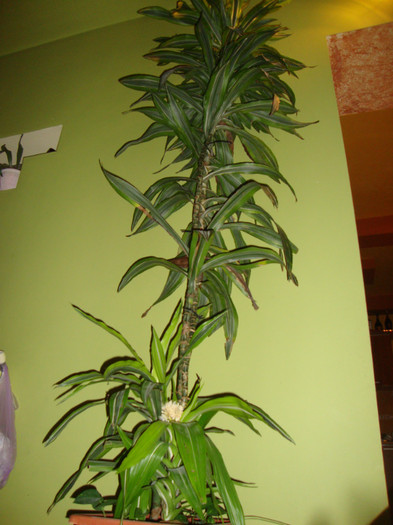 dracena - poze 2012