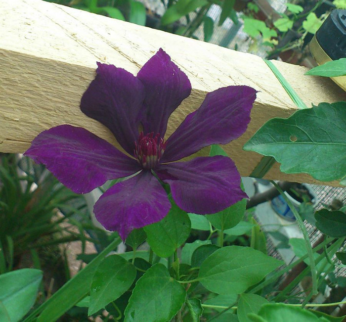 clematis 19sept2012