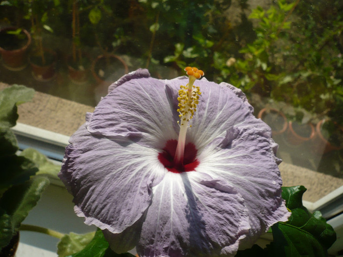 P1180459
