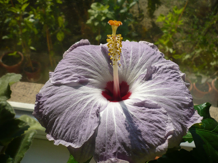 P1180460