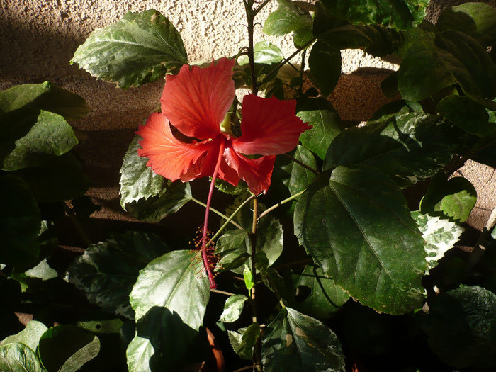 P1180464