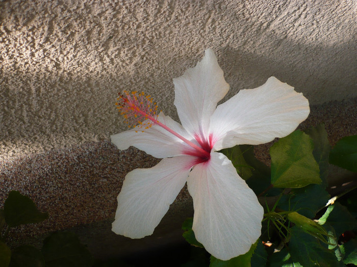 P1180468