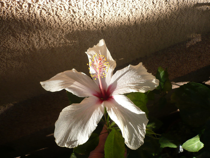 P1180469