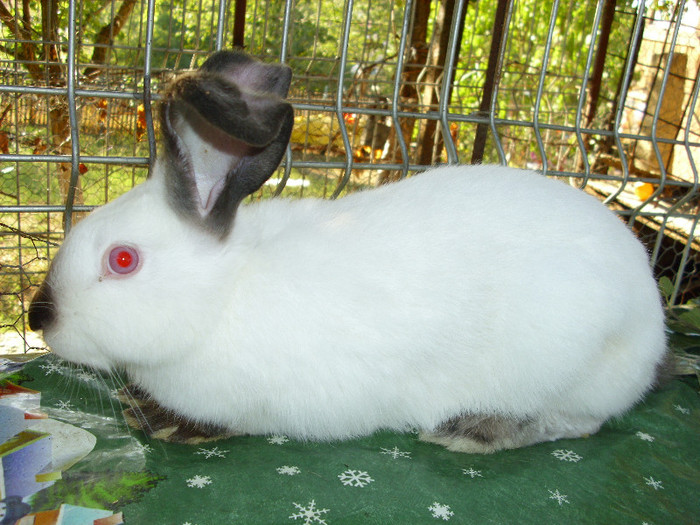 Picture 1646 - 0  aaa iepuri de vanzare diferite rase 2012