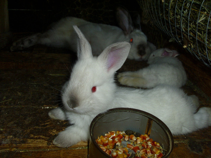 Picture 1607 - 0  aaa iepuri de vanzare diferite rase 2012