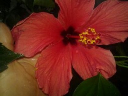 1348145432307 - HIBISCUS