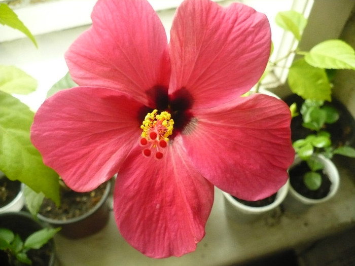 Ciclam Gabiuta 20.09.2012