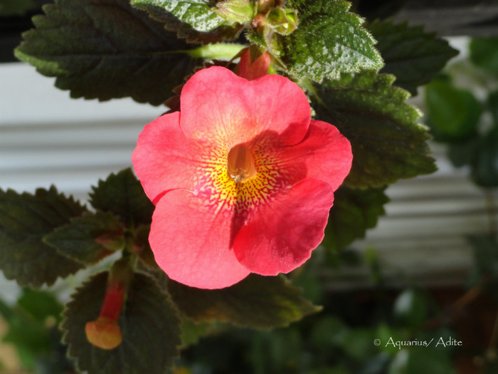  - Achimenes 3