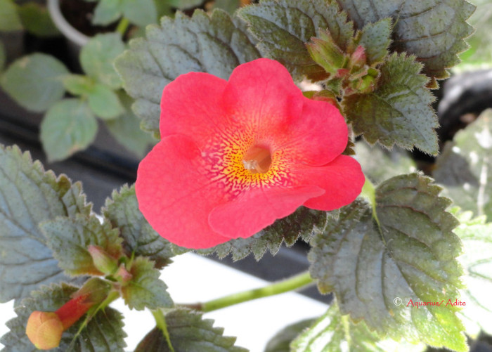  - Achimenes 3