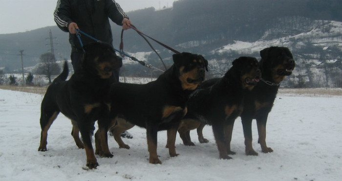 grup; mai multe poze si informatii puteti gasi la adresa gladiator.sunphoto.ro
