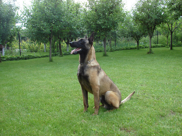 Kid-van-de-Utadreef2 - Primul cuib Malinois-pui disponibili