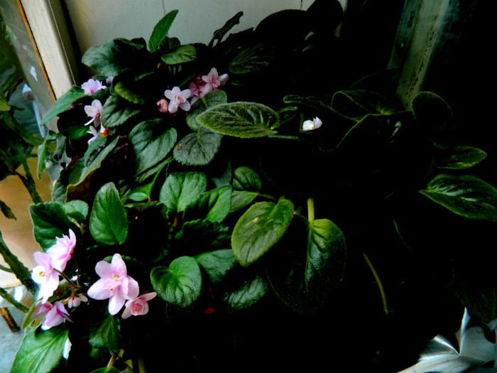 DSCN1823 - SEPTEMBRIE 2012