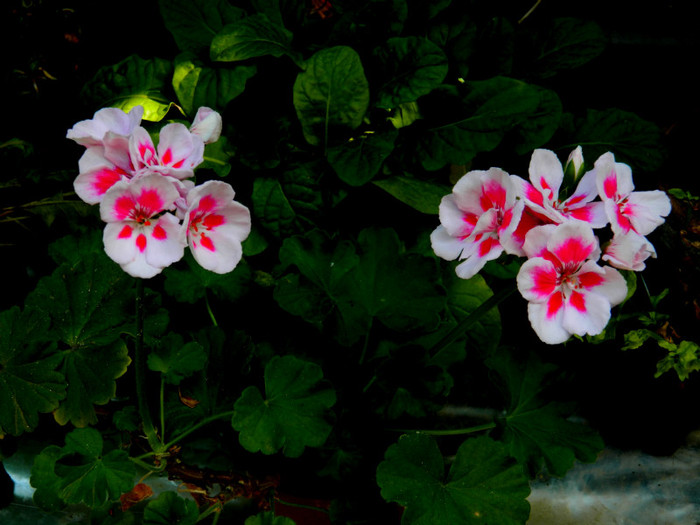 DSCN1830 - SEPTEMBRIE 2012