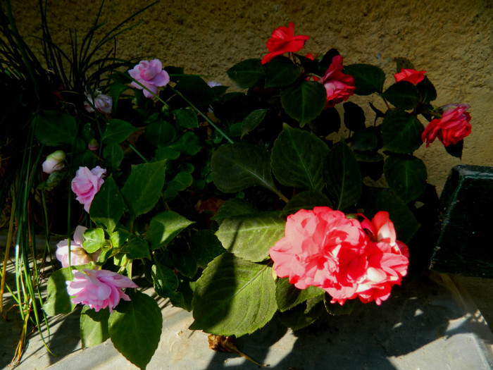 DSCN1834 - SEPTEMBRIE 2012