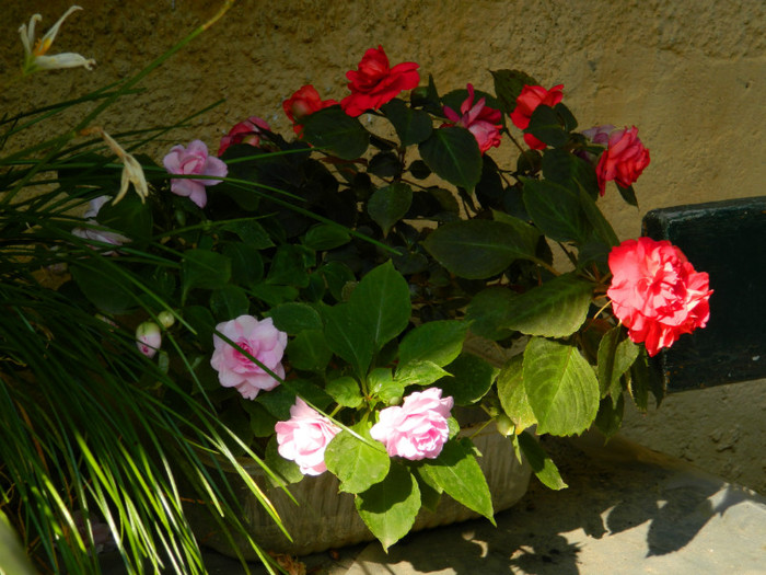 DSCN1839 - SEPTEMBRIE 2012