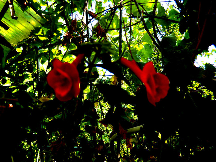 DSCN1864 - SEPTEMBRIE 2012