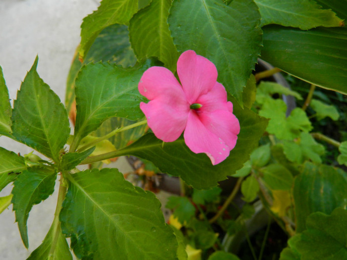 DSCN1867 - SEPTEMBRIE 2012