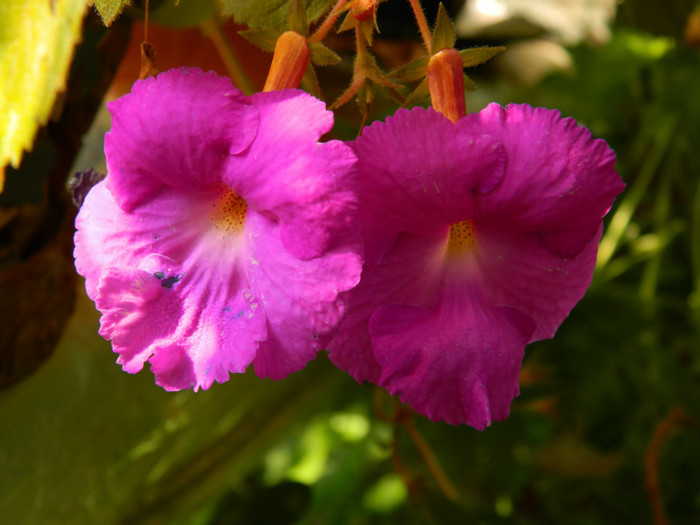 DSCN1878 - SEPTEMBRIE 2012