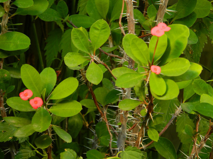 DSCN1883 - SEPTEMBRIE 2012