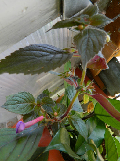 DSCN1884 - SEPTEMBRIE 2012