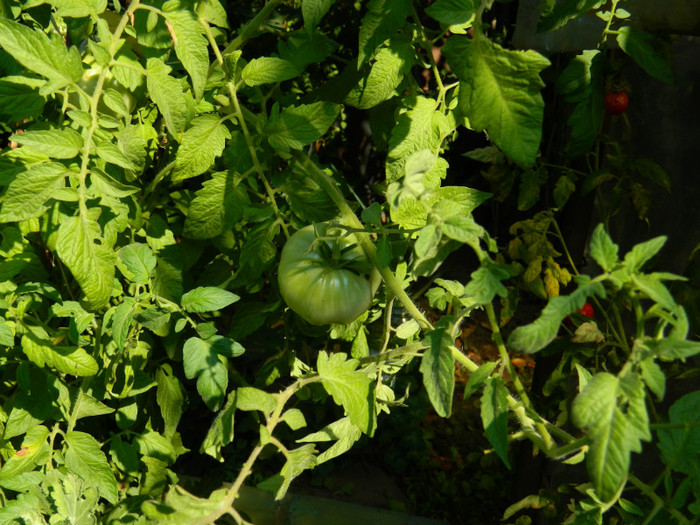 DSCN1892 - SEPTEMBRIE 2012