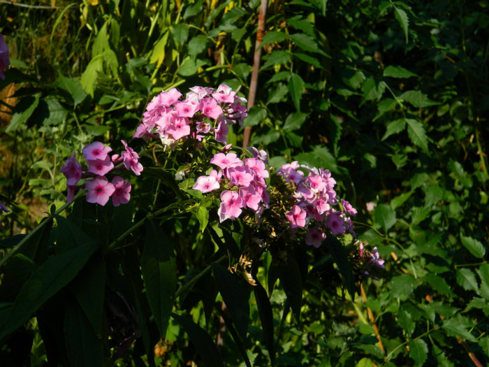 DSCN1895 - SEPTEMBRIE 2012