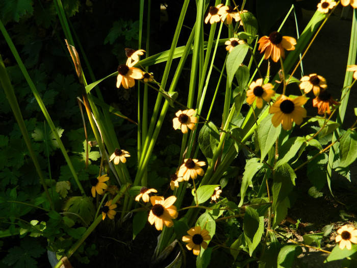 DSCN1904 - SEPTEMBRIE 2012