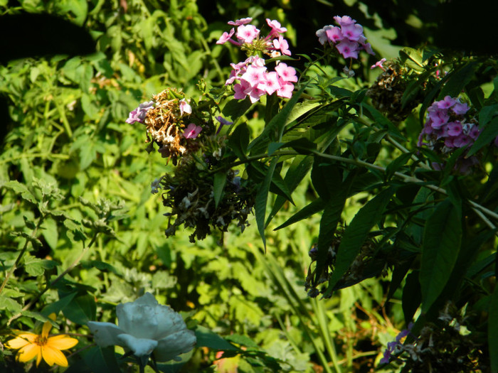 DSCN1918 - SEPTEMBRIE 2012