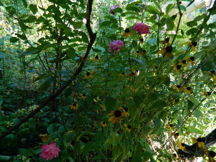 DSCN1920 - SEPTEMBRIE 2012