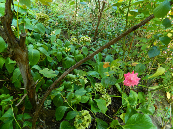 DSCN1921 - SEPTEMBRIE 2012