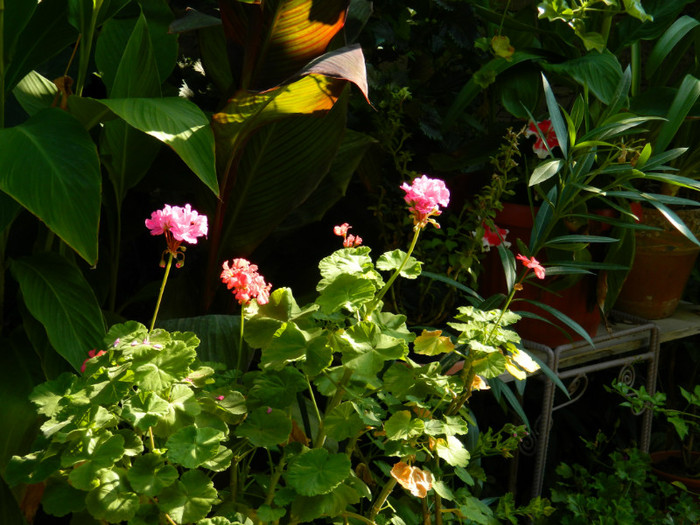 DSCN1924 - SEPTEMBRIE 2012