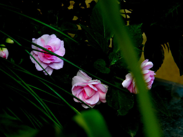 DSCN19341 - SEPTEMBRIE 2012