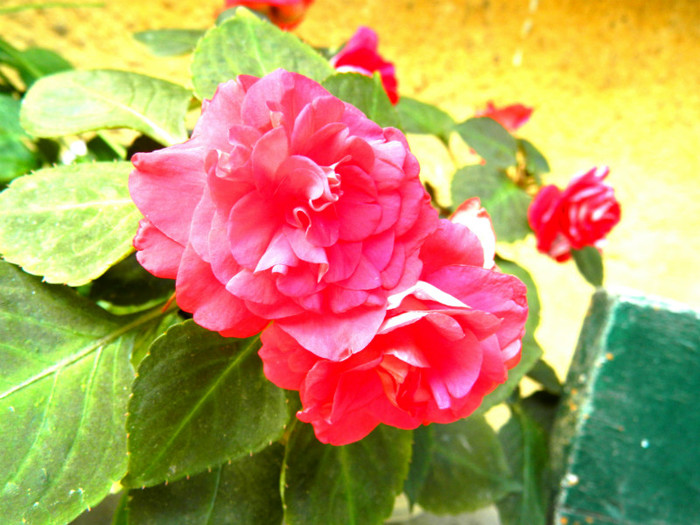 DSCN19371 - SEPTEMBRIE 2012