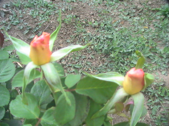 PIC_9501 - 9-Septembrie