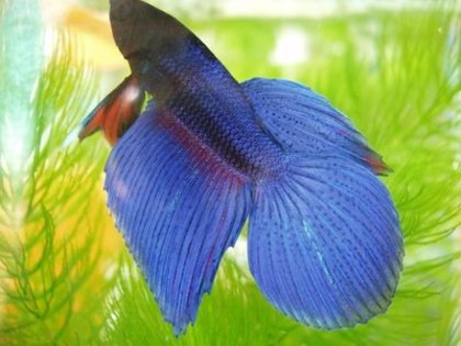 betafish; Mascul tanar
