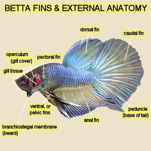 bettafinchart - Betta poze internet