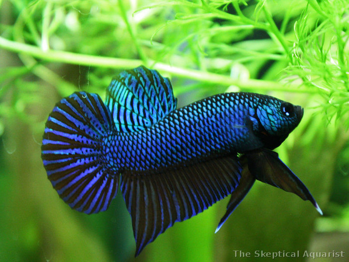 betta-smaragdina-01