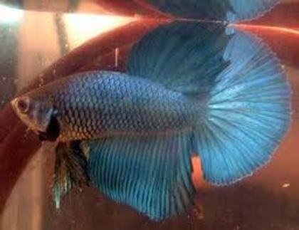 delta tail super - Betta poze internet