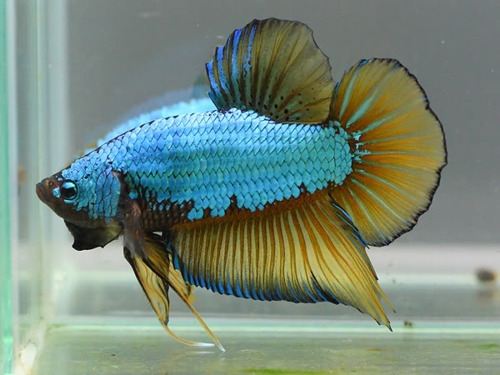 dragon - Betta poze internet