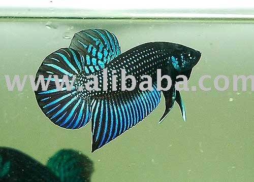 Mahachai_Betta_Fish