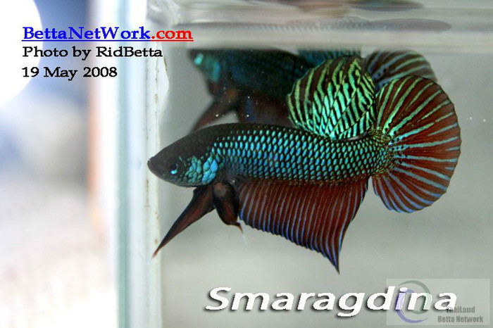 smaragdina (2) - Betta poze internet