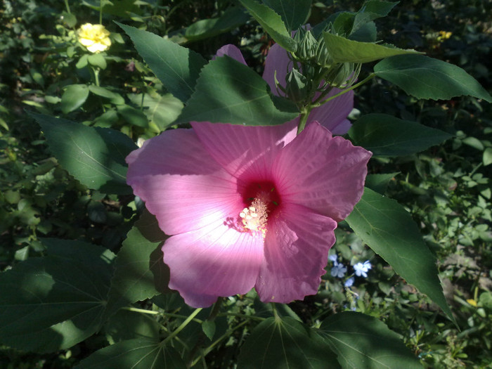 roz - disponibil seminte Hibiscus Moscheutos