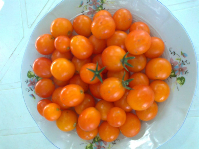 7-GOLD PEPITA CHERRY; 7-GOLD PEPITA CHERRY
