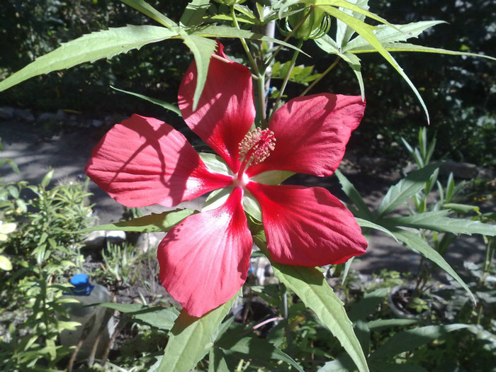 coccineus - Hibiscus Moscheutos