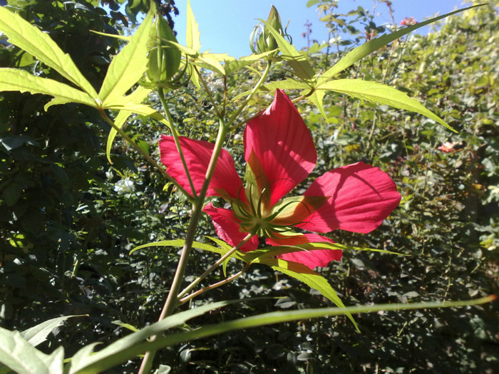 99 - Hibiscus Moscheutos