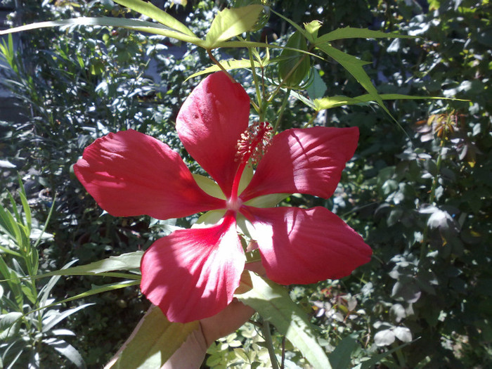 00 - Hibiscus Moscheutos