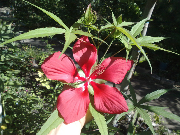 03 - Hibiscus Moscheutos