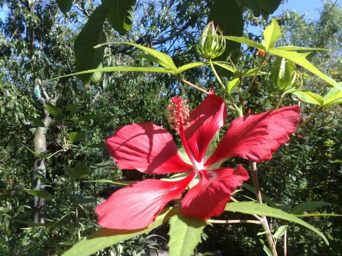 04 - Hibiscus Moscheutos