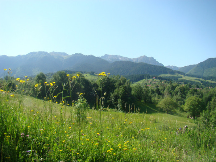 DSC09202 - Bran - Bucegi