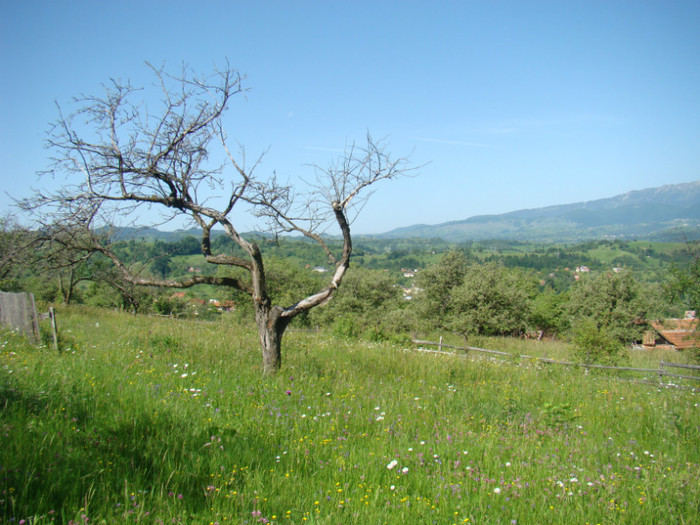 DSC09211 - Bran - Bucegi